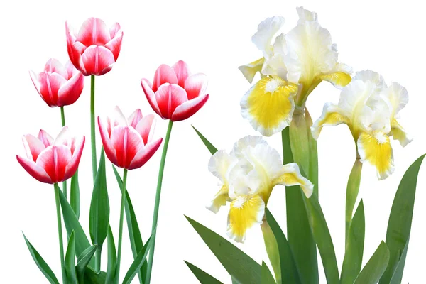 Tulipán a iris — Stock fotografie