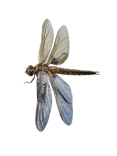 Libellula — Foto Stock