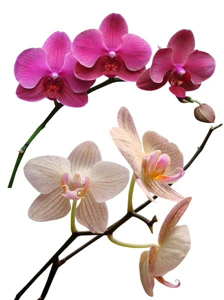 Orchidee — Foto Stock