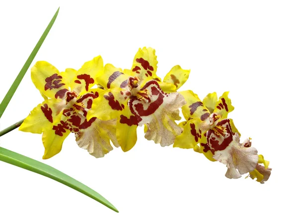 Orchidea gialla — Foto Stock