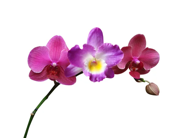 Fialová orchidej — Stock fotografie