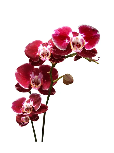 Orchidej Květiny Větev Orchideje Izolovaná Bílém Pozadí Červená Orchidej — Stock fotografie