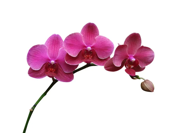 Růžová orchidej — Stock fotografie