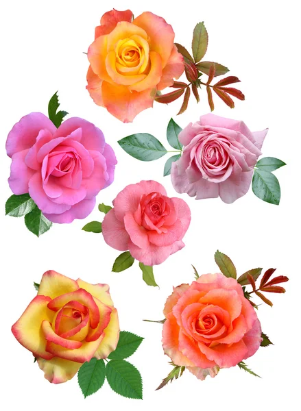 Roses flowers it is isolated a holiday — Stock Photo, Image