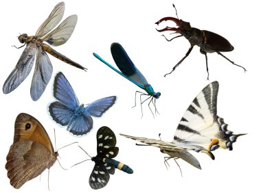 Kelebekler böcek çekirge yusufçuk