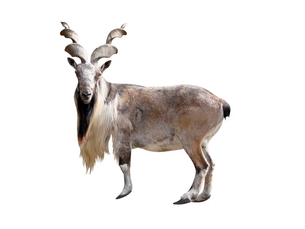 Markhor — Φωτογραφία Αρχείου