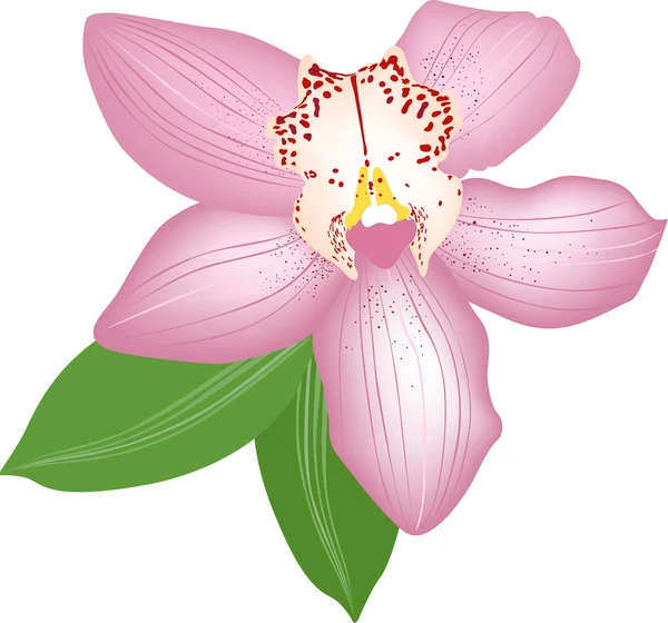 Flores de orquídeas se aísla — Vector de stock