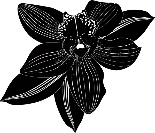 Орхідеї квіти ізольовані — стоковий вектор