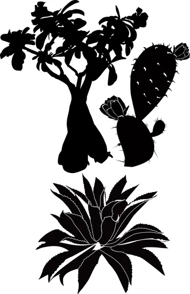 Árboles y plantas de países tropicales — Stok Vektör
