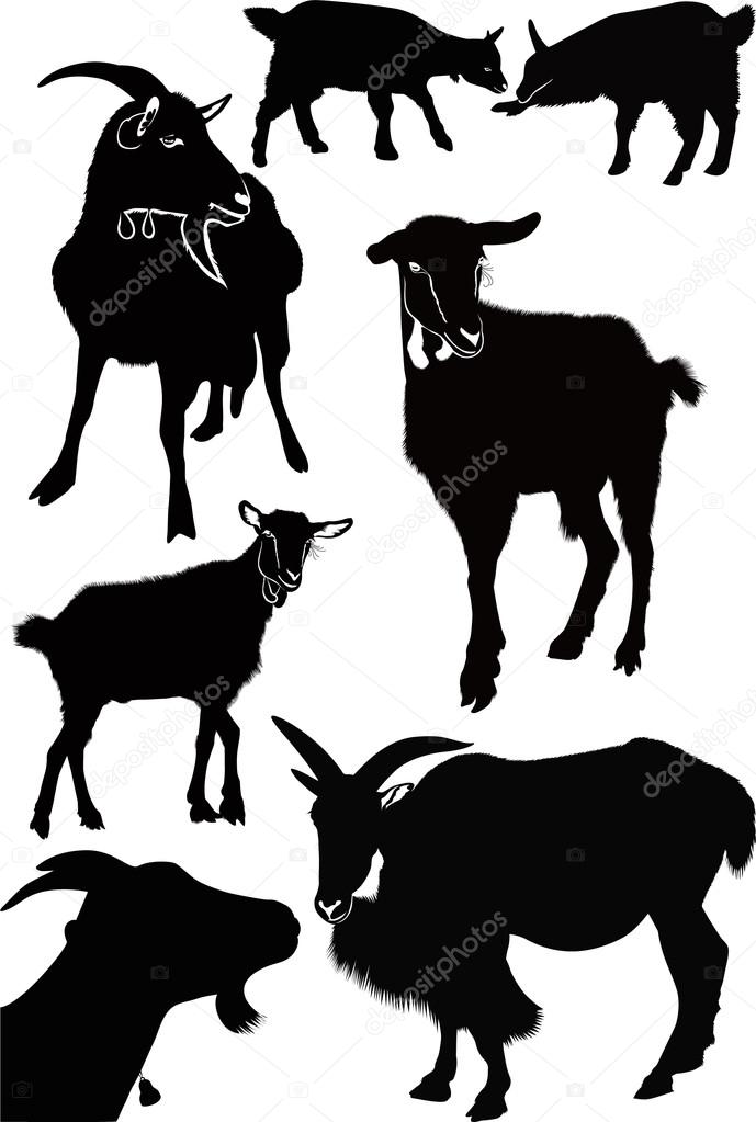 Goat kids animals