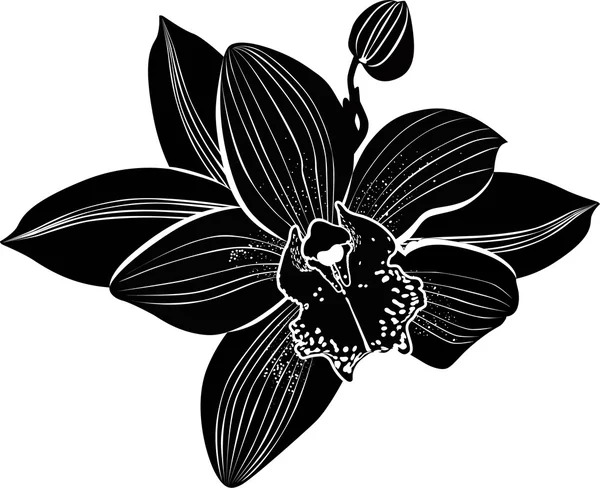 Flores de orquídeas — Vector de stock