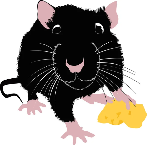 Rat with cheese — Stock Vector