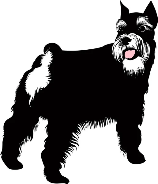 Σκύλος zwergschnauzer — Διανυσματικό Αρχείο
