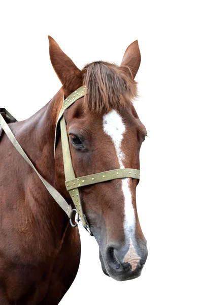 白い背景で隔離の馬 — ストック写真