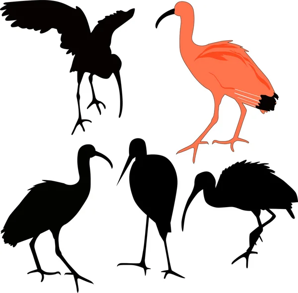 Ibis vogels — Stockvector