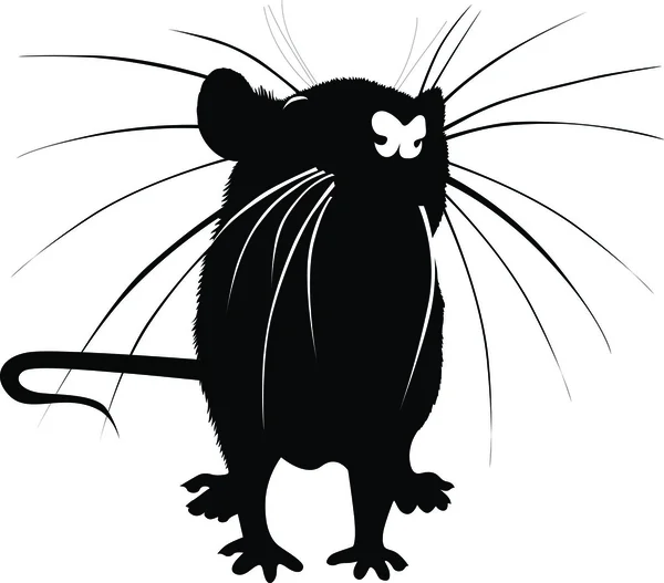 Rat sur fond blanc — Image vectorielle