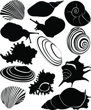 bir salyangoz kabuğu