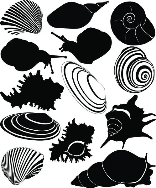 Shell of a snail — Stock Vector