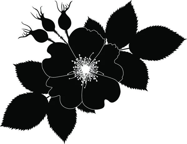 バラ dogrose 花 — ストックベクタ