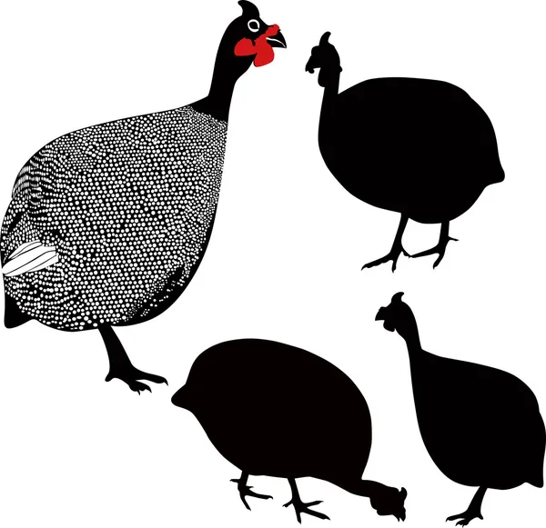 Guinea fowl birds Numiba — Stock Vector