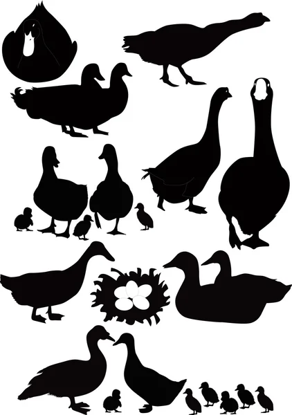 Patos pájaro — Vector de stock