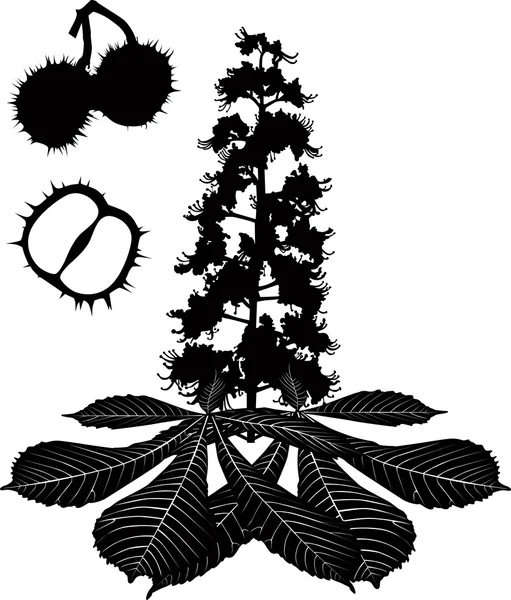 Branche florissante de châtaignier — Image vectorielle