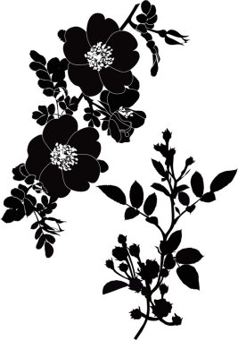 Gül dogrose çiçek