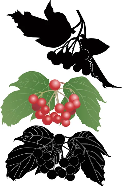 Viburnum bush — Stock Vector