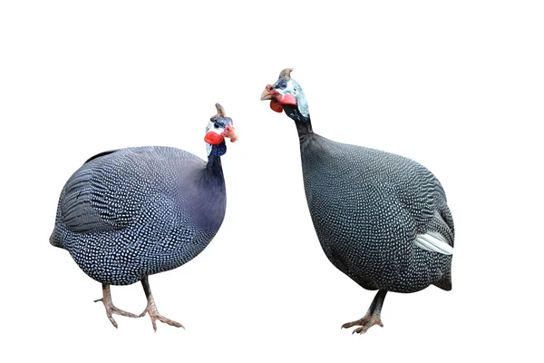 Guinea fowl birds Numiba — Stock Photo, Image