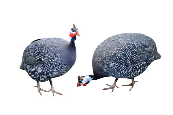 Guinea fowl birds Numiba — Stock Photo, Image