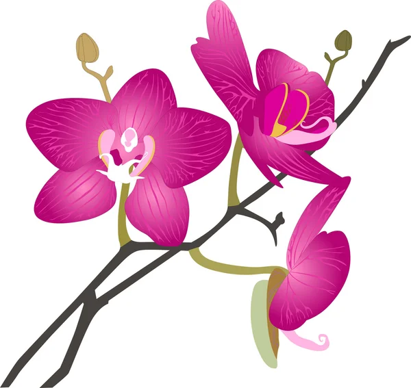Ορχιδέα λουλούδι — Διανυσματικό Αρχείο