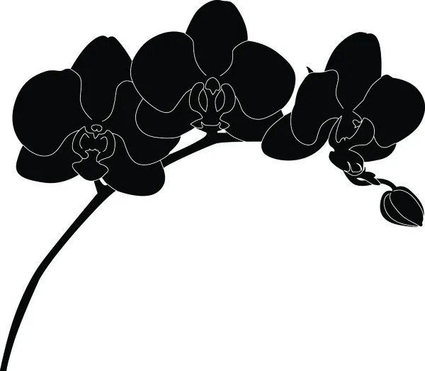 Квітка орхідеї — стоковий вектор