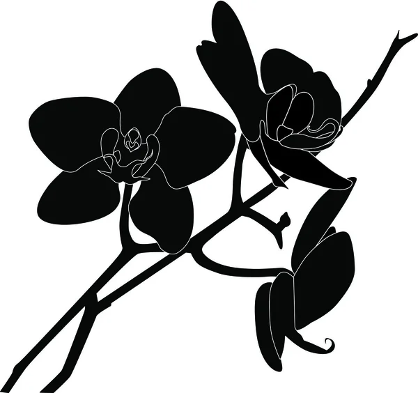 Ορχιδέα λουλούδι — Διανυσματικό Αρχείο