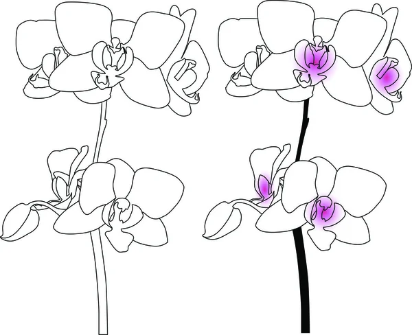 Flor de orquídea — Archivo Imágenes Vectoriales