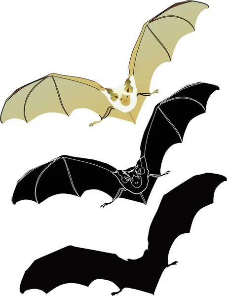Morcegos voadores —  Vetores de Stock