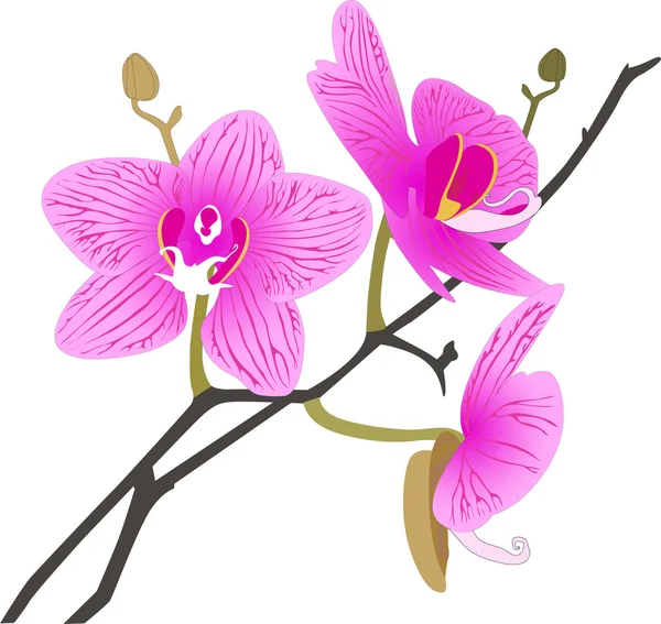 Orquídea rosa — Vetor de Stock