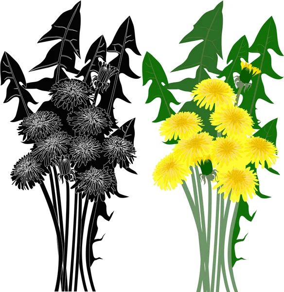 Dandelion flower — Stock Vector