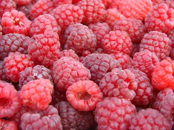 Raspberry achtergrond — Stockfoto