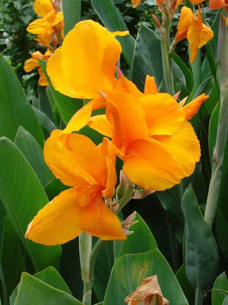 노란 붓 꽃 — 스톡 사진