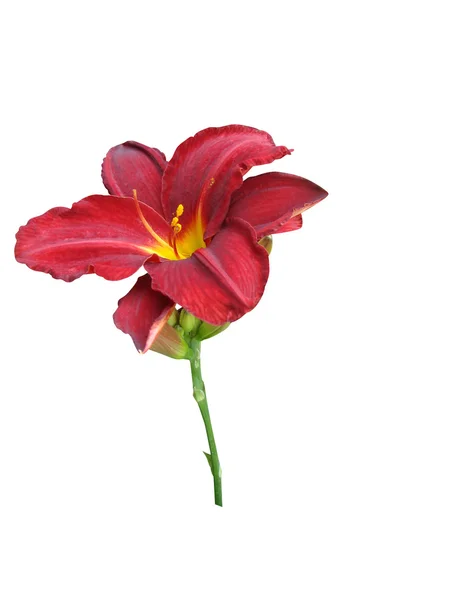 Lily bloem — Stockfoto