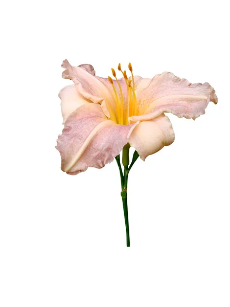 Lily flower — Stock Photo, Image