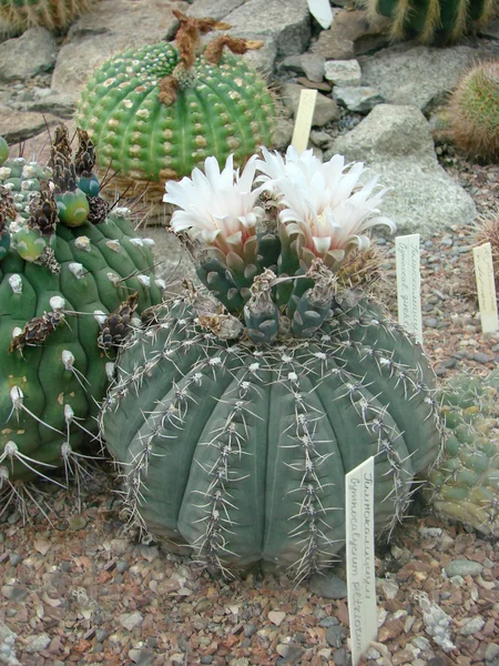 Cactus flores — Foto de Stock
