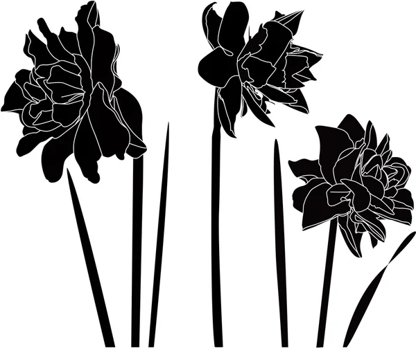 Хустщині квітка — стоковий вектор