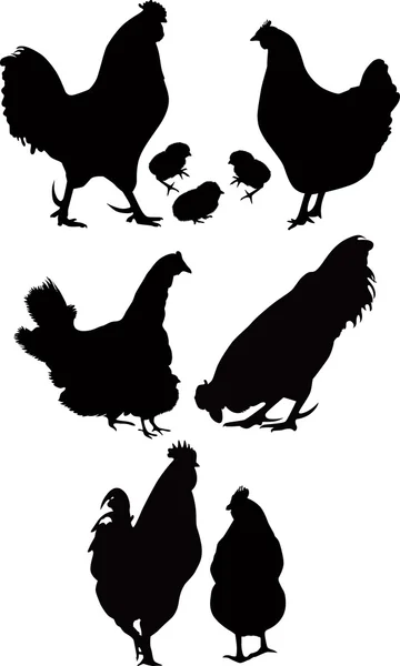 Polla, gallinas y pollos — Vector de stock