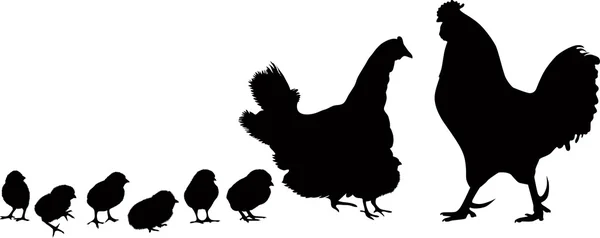 Polla, gallinas y pollos — Vector de stock