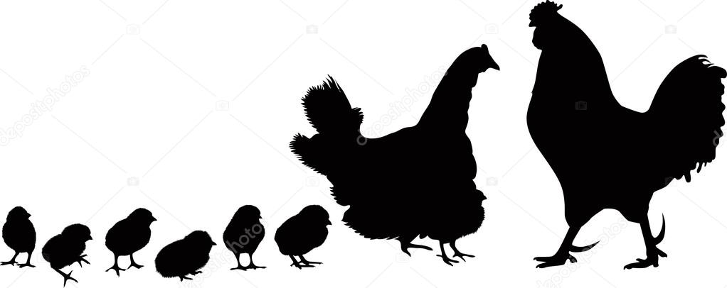 Cock , hen and chickens