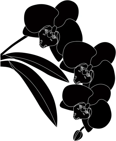 Orchid flower — Stock Vector