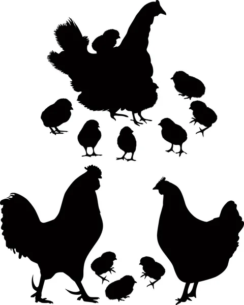 Gallo gallina gallina de un pájaro se aísla un vector una granja — Vector de stock