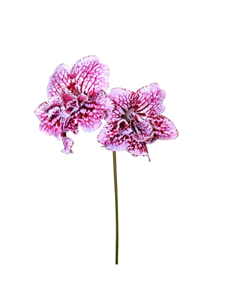 Pink orchid — Stock Photo, Image