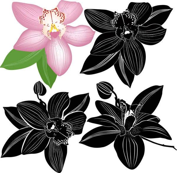 Orchids flowers — Stock Vector